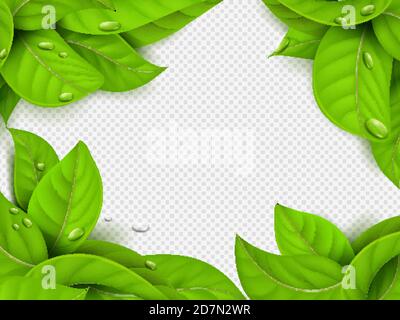 Modèle vectoriel réaliste de feuilles vertes avec cadre Drops et arrière-plan transparent. Illustration de la bannière vert feuilles et botanique exotique Illustration de Vecteur
