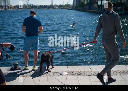 Dublin pendant le verrouillage. Un homme se tient au bord de l'eau dans les Docklands de Dublin, dans le bassin du Grand Canal, tandis qu'un autre homme marche sur une laisse à un rottweiler. Banque D'Images