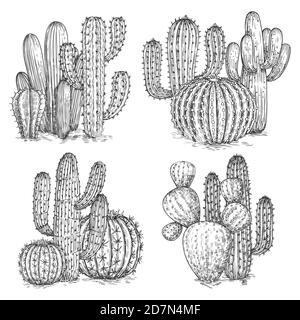 Illustration vectorielle de cactus esquissée à la main. Compositions de fleurs désertiques isolées sur fond blanc. Illustration de cactus mexicains, usine de croquis Illustration de Vecteur