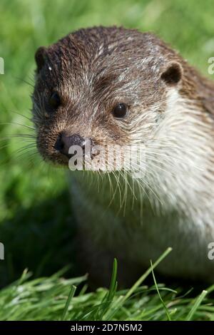 Captive European Otter (Lutra lutra) British Wildlife Centre. Surrey 08.09.2012. Banque D'Images