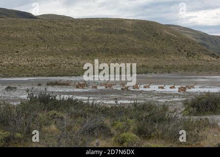 Un troupeau de guanacos couchés en Patagonie, au Chili Banque D'Images