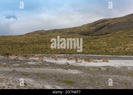 Un troupeau de guanacos couchés en Patagonie, au Chili Banque D'Images