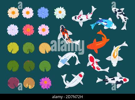 Koï et lotus. Carpe japonaise, fleurs et feuilles de nénuphars. Ensemble de vecteurs traditionnels asiatiques chinois. Illustration de la carpe colorée et de la fleur Illustration de Vecteur