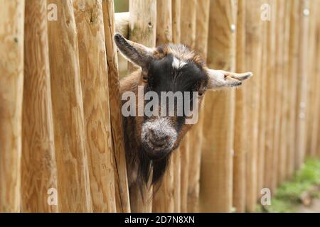 Goat pygmée gaigle avec tête à travers les rampes Banque D'Images