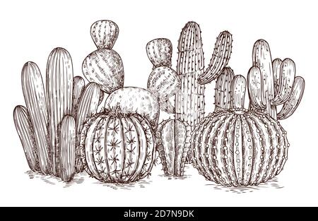 Cactus dessinés à la main. Cactus du désert occidental plantes mexicaines en illustration vectorielle de style esquisse. Cactus mexicain esquisse, plante succulente composition esquissée Illustration de Vecteur