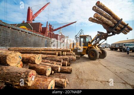 Kandla,20 août, 2019: Déchargement de grumes de bois importées pour le transport par la chargeuse sur pneus JCB à Deendayal Port Trust, Kandla Port, Kutch, Gujarat Banque D'Images