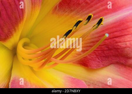 Très gros plan regardant dans la gorge des fleurs de daylis rouges et jaunes (Hemerocallis) avec la poussière de pollen adhérant à des étamines gracieuse. Banque D'Images