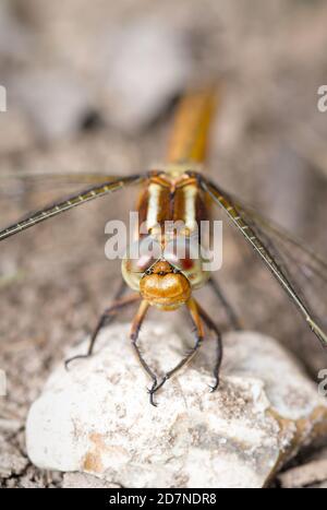 Macro gros plan d'UN Skimmer femelle emelé Dragonfly, Orthetrum coerulescens, montrant le détail de son Compound Eye.UK Banque D'Images