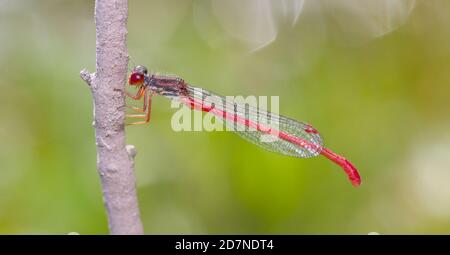 Petite mouche rouge, Ceriagrion tenellum, perchée sur UNE perruque contre UN fond diffus. ROYAUME-UNI Banque D'Images