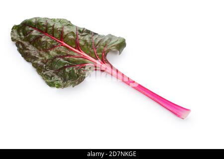 Photo studio de feuilles de Chard suisse coupée contre un Fond blanc - John Gollop Banque D'Images