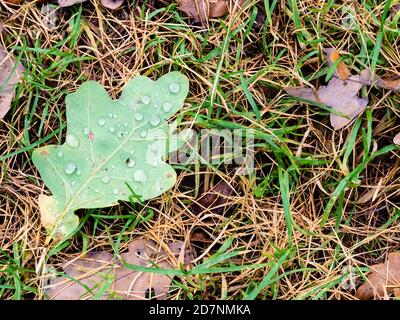vue de dessus de la feuille de chêne vert tombé avec gouttes de pluie sur la prairie forestière le jour de l'automne Banque D'Images