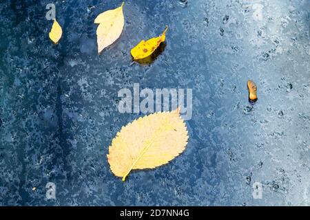 feuilles jaunes tombées collées au verre humide à l'extérieur sous la pluie jour d'automne Banque D'Images