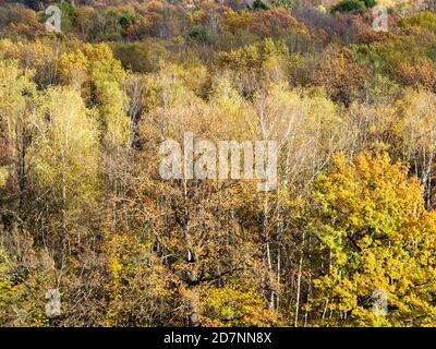 au-dessus de la vue de divers arbres jaunes dans la forêt colorée sur jour d'automne ensoleillé Banque D'Images