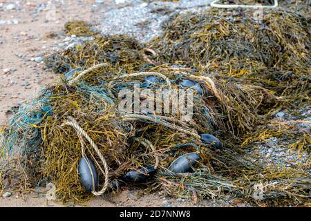Un mélange de filet de pêche, de flotteurs et d'algues mélangées sur une plage. Le filet et l'algue et sont emmêlés. Banque D'Images