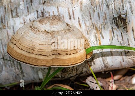 Un champignon superposé sur le côté d'un bouleau tombé. Une lame d'herbe pousse sur le côté. Banque D'Images