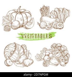 Légumes vectoriels dessinés à la main isolés sur fond blanc. Illustration de l'aubergine végétale et de la salade, de l'oignon et de la récolte Illustration de Vecteur