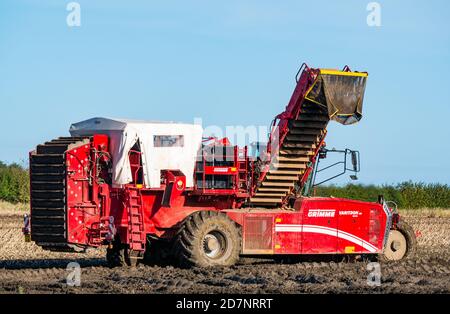 Machine automotrice de pommes de terre Grimme pendant la récolte de pommes de terre, Luffness, East Lothian, Écosse, Royaume-Uni Banque D'Images