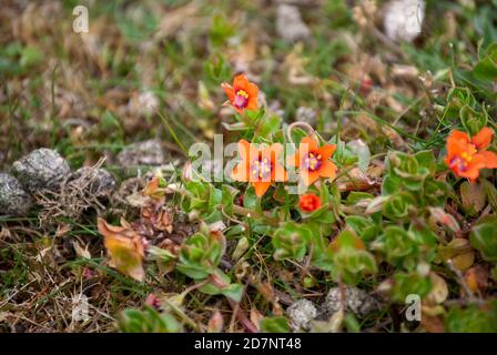 Fleurs de Scarlet Pimpernel (Anagallis arvensis) Banque D'Images