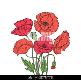 Bouquet de pavot. Rouge coquelicots fleurs prairie jardin fleurs décoratives plante coquelicot bourgeon plantation floral anzac jour fond vectoriel. Illustration d'un croquis de bourgeons de pavot rouges, esquisse de branches en fleurs Illustration de Vecteur