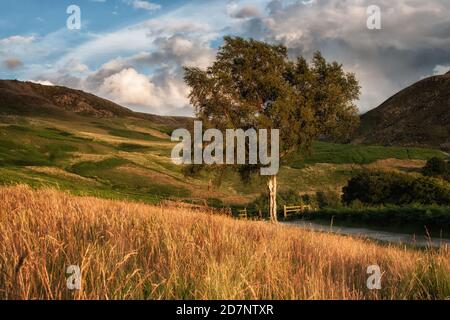 Lone Tree, Pennine Hills et arbres à Dovestone, Saddleworth, Greater Manchester, avec herbes dorées, nuages et ciel bleu, le soir de juillet Banque D'Images