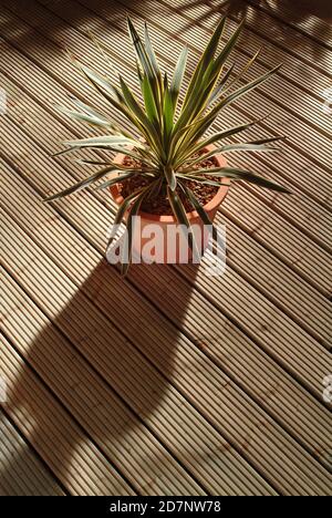 Terrasse en bois. Banque D'Images