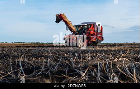 Machine automotrice de pommes de terre Grimme pendant la récolte de pommes de terre, Luffness, East Lothian, Écosse, Royaume-Uni Banque D'Images