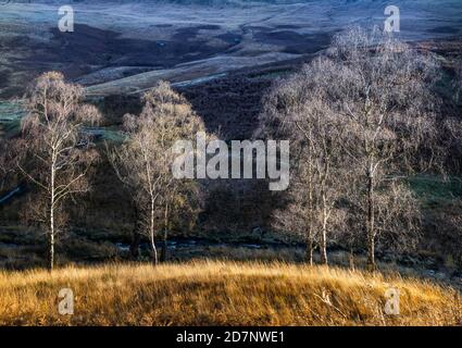 Arbres sur la colline au-dessus du réservoir Dovestone, Saddleworth, Grand Manchester en novembre Banque D'Images
