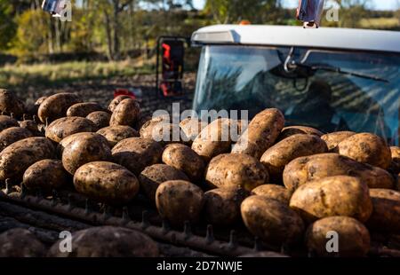 Pommes de terre Maris Piper récoltées, ferme Luffness, East Lothian, Écosse, Royaume-Uni Banque D'Images