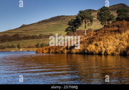 Pins au réservoir Dovestone Greenfield, Saddleworth, Greater Manchester Banque D'Images