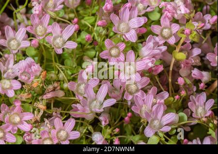 Tourbière, Anagallis tenella, floraison abondante dans des prairies humides acides. Banque D'Images