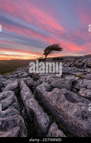 Magnifique coucher de soleil sur un arbre isolé avec des rochers en premier plan. Prise dans Yorkshire Dales, Royaume-Uni. Banque D'Images