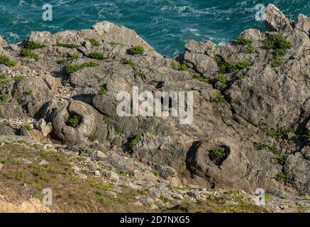 La forêt fossile de Lulworth, sur la côte jurassique de Dorset, est formée à partir d'arbres âgés de 140 millions d'années, en calcaire de Portland. Banque D'Images