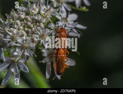 Béetle de soldat rouge commun, Rhagonycha fulva, couple de contact sur Hotweed. Banque D'Images