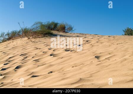 Dunes de sable jaune avec végétation désertique contre un ciel bleu Banque D'Images