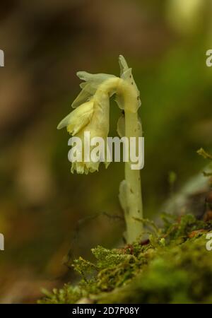 Nid d'oiseau jaune, Hypopitys monotropa, fleur en bois de hêtre, plantation; Dorset. Banque D'Images