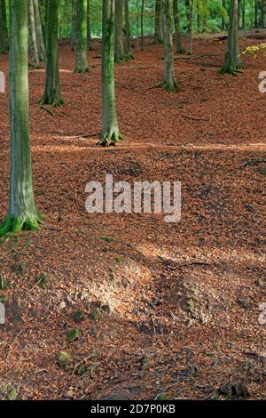 Vue sur les arbres de Hêtre avec le sol couvert en automne Feuilles dans la forêt de Dean UK Banque D'Images