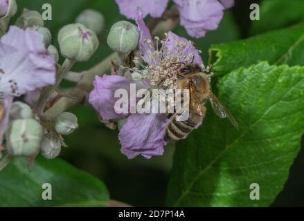 Abeille, APIS mellifera, ouvrier visitant la fleur de brimble pour le nectar. Banque D'Images