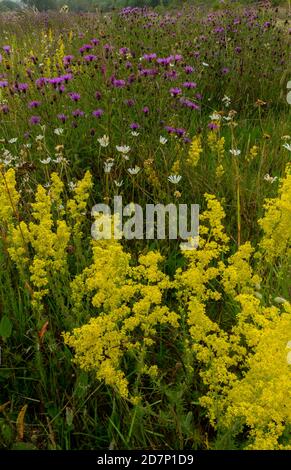 Herbage fleuri de foin, avec de l'herbe à poux, de la paille de lit de dame, de la pâquerette d'oeil-de-boeuf etc. Dans le Dorset. Banque D'Images