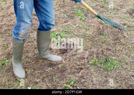 Une femme plus âgée et plus âgée, qui raraut le jardinage de pelouse en automne Préparer le jardin pour la fabrication de la prairie de fleurs sauvages au pays de Galles R.-U. KATHY DEWITT Banque D'Images