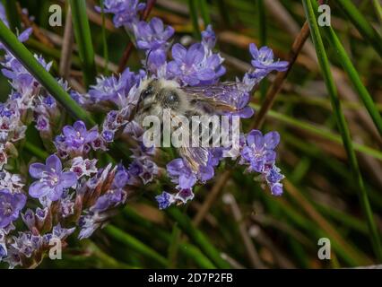 Mâle ashy Mining-Bee, Andrena cineraria, sur les fleurs de lavande de mer fin juillet. Dorset. Banque D'Images