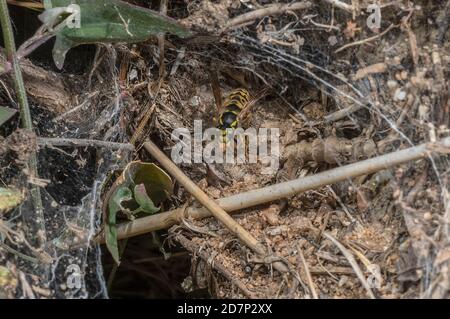 Wasp allemand, Vespula germanica, travailleurs autour de l'entrée souterraine du nid. Banque D'Images