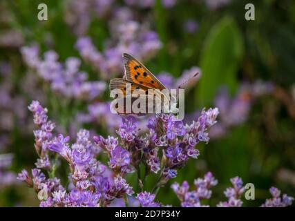 Petit cuivre, Lycaena phlaeas, papillon, nectaring sur la mer Lavender dans le saltmarsh. Banque D'Images