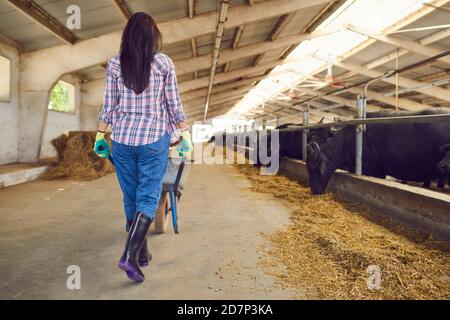 Vue arrière d'une jeune femme marche avec une brouette devant les vaches dans l'écurie. Banque D'Images