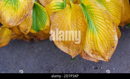 Jaunissement des feuilles de palans en automne avec un espace de copie sous le feuillage Banque D'Images