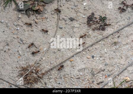 Southern Wood Ant, Formica rufa, chemin traversant la lande sablonneuse. Dorset. Banque D'Images