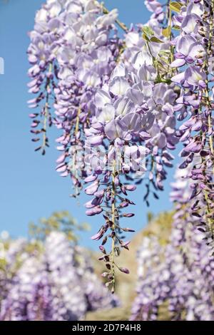 fleur de wisteria pourpre en fleurs sur les branches avec ciel bleu Banque D'Images