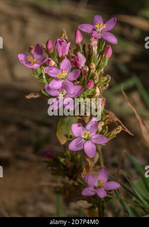 Centaurie commune, Centaurium erythraea, en fleur dans les prairies côtières, Dorset. Banque D'Images