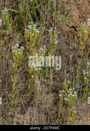 Centaurium tenuiflorum ssp. Anglicum, forme blanche sur les falaises du Dorset occidental. Très rare au Royaume-Uni. Banque D'Images