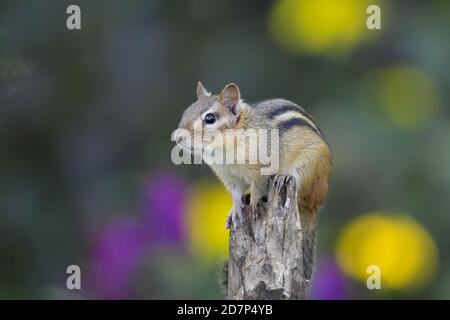 Un chipmunk oriental reposant sur un tronc d'arbre avec un fond coloré Banque D'Images