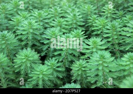 Plantes à feuille d'eau verte (Myriophyllum verticillatum) dans le jardin Banque D'Images